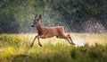 Young Roe Deer Running in Summer Rain A FastPaced Vignette of Forest Mystique and Vibrant Hues at Dusk Royalty Free Stock Photo