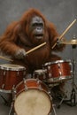 A captivating image shows an orangutan playing a set of drums, holding the drumsticks and poised to strike the instruments Royalty Free Stock Photo