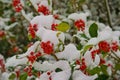 Snow-covered Evergreen Leaves and Bright Red Berries. Royalty Free Stock Photo