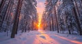 Golden Sunset Through Snowy Forest Royalty Free Stock Photo