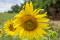 Nature\'s Bounty: Sunflower Pollen Bath in the Wind, Buzzing with Life Royalty Free Stock Photo