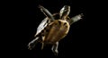 A Stunning Close-Up Photograph of a Turtle in Mid-Air Against a Black Background, showcasing its Unique Shell Pattern and Claws Royalty Free Stock Photo