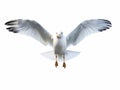 Spectacular Wingless Seagull Soaring Over Pure White Expanse: A Vision of Freedom