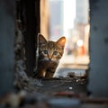 Curious Kitten Peeking Through Urban Ruins, AI Generated