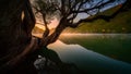 Serene Lakeside Landscape with Twisted Tree Royalty Free Stock Photo