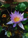 captivating lotus flower Royalty Free Stock Photo