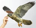 Stunning polygonal art of a majestic hawk interacting with a human hand in flight Royalty Free Stock Photo