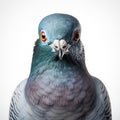 macro close up face dove pigeon bird isolated on blank white background Royalty Free Stock Photo