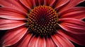 Macro close-up of gerbera flower Royalty Free Stock Photo