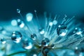 Dew-Kissed Dandelion Seeds - Delicate Nature Macro Against Turquoise Canvas Royalty Free Stock Photo