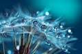 Dew-Kissed Dandelion Seeds - Delicate Nature Macro Against Turquoise Canvas Royalty Free Stock Photo