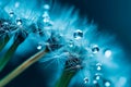 Dew-Kissed Dandelion Seeds - Delicate Nature Macro Against Turquoise Canvas Royalty Free Stock Photo