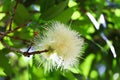 captivating macro image showcases the delicate, fluffy white flower of a tropical tree, Royalty Free Stock Photo