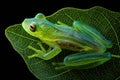 A translucent frog rests on a skeletal leaf. Royalty Free Stock Photo