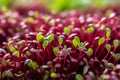 Captivating macro image of vibrant microgreens, highlighting delicate nature and nutrients