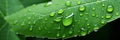Captivating macro photography of raindrop adorned green leaf, showcasing intricate texture Royalty Free Stock Photo