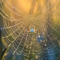 Captivating macro scene Dew drops adorn a spider web beautifully