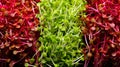 Captivating macro shot of vibrant microgreens a feast for the eyes with rich colors and textures