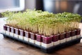 Captivating macro shot of vibrant microgreens, showcasing their rich colors and delicate textures