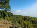 A captivating moment where clouds gently engulf an entire forest