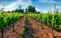 Captivating morning scene in vineyard in Tuscany. Wonderful summer view of the Italian countryside, Siena location, Italy, Europe. Royalty Free Stock Photo