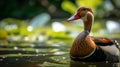 Captivating Moroccan Heritage: The Majestic Black-Bellied Whistling Duck