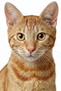 Captivating Ocicat Gaze with Striking Green Eyes, Isolated on White Background for Versatile Use Royalty Free Stock Photo