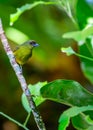 Olive-backed Euphonia (Euphonia gouldi) Outdoors Royalty Free Stock Photo