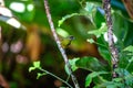 Olive-backed Euphonia (Euphonia gouldi) Outdoors Royalty Free Stock Photo