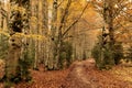 Captivating Ordesa National Park in Autumn: Scenic Adapted Path amidst Enchanting Red Beech Forests in Torla, Spain Royalty Free Stock Photo