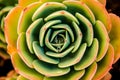 The Captivating Pattern of a Succulent Aeonium. Desert Rose? Royalty Free Stock Photo