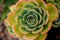 The Captivating Pattern of a Succulent Aeonium. Desert Rose? Royalty Free Stock Photo