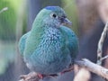 Captivating Perched Female Superb Fruit-Dove .