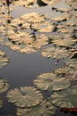 A Verdant Symphony: A Kaleidoscope of Green Lotus Blooms Royalty Free Stock Photo
