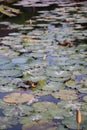 A Verdant Symphony: A Kaleidoscope of Green Lotus Blooms Royalty Free Stock Photo