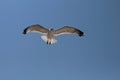 flying bird seagull in the blue sky bottom view Royalty Free Stock Photo