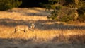 Captivating photo of roe deer buck walking in the morning light Royalty Free Stock Photo