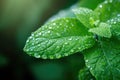 A captivating photo showcasing the beauty of nature through a close-up shot of a green leaf adorned with sparkling water droplets Royalty Free Stock Photo