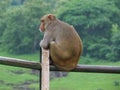 Bored Monkey Perched on a Railing Royalty Free Stock Photo