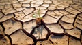 Emerging Life: The Struggle for Survival Amidst Dry Cracks Royalty Free Stock Photo