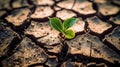 Emerging Life: A Close-up of a Young Plant Amidst Dry Cracks in Fine-Grained Soil