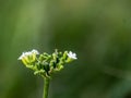 Unfurling Beauty: A White Flower Bud Ready to Bloom