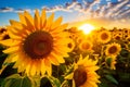 Enchanting Sunflower Field: Bees Pollinating in Golden Morning Light Royalty Free Stock Photo