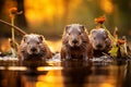 Industrious Beavers Building a Tranquil Dam in Golden Hour