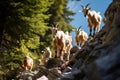 Goats Conquering the Majestic Swiss Alps