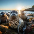 Sunning Seals: Majestic Grey Seals Relaxing on Orkney Islands Rocky Shore