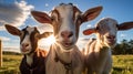 Serene Trio: Three Friendly Goats Grazing in a Grassy Field Royalty Free Stock Photo