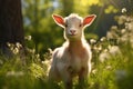 Energetic Baby Goat Frolicking in Serene Meadow