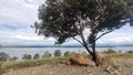 Solitary Sentinel: A Tree Amidst Riverside Rocks