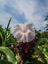 Heavenly Elegance: White Blossom Beneath a Breathtaking Sky Royalty Free Stock Photo